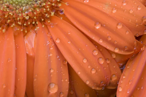 Orange Gerber Daisy and Raindrops