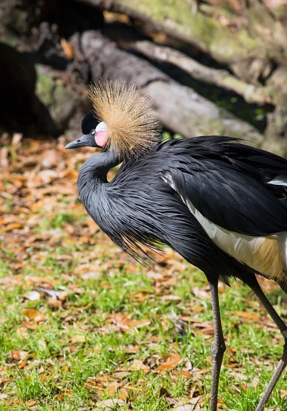 Crowned Crane of West Africa