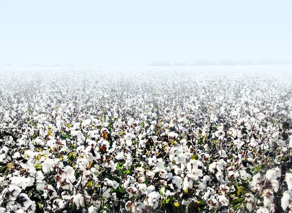 Cotton Landscape