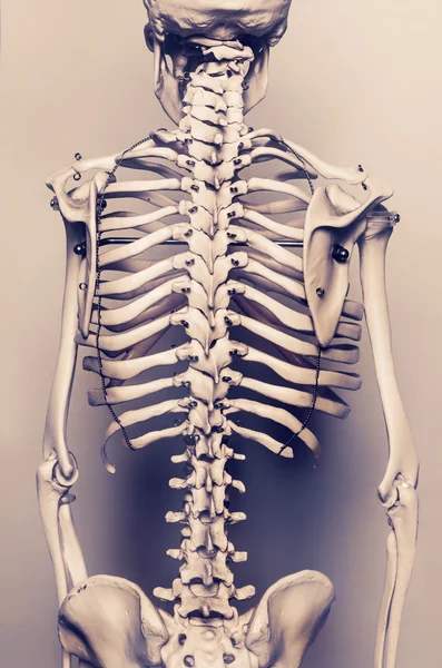 Human skeleton The back vertebral