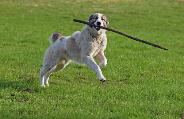 Large dog plays with a stick