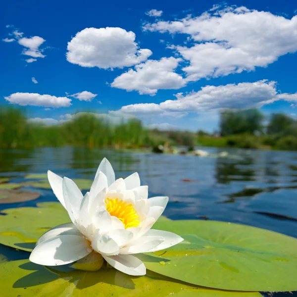 White lily flower floating on a river