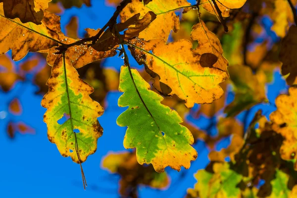 Dry oak leaves on a blue sky background