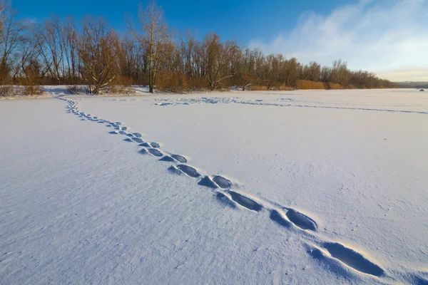 Human track through a winter plain