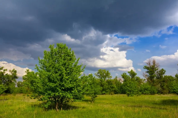 Green forest glade