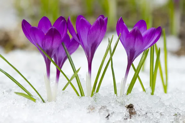 Beautiful crocuses