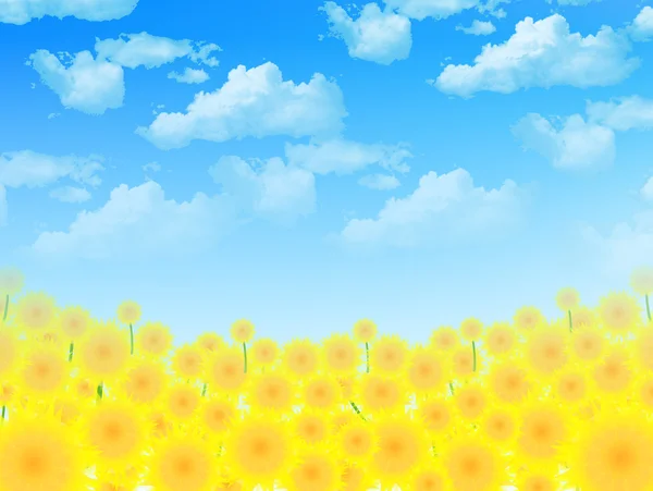 Sunflower sky landscape