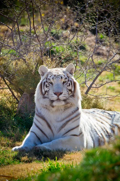 Amazing white tiger in the brush