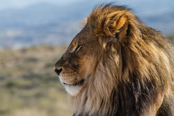 Profile view of a Lion King of the wild