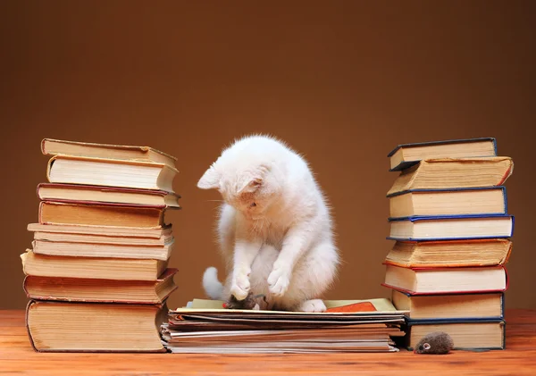 White cat looking at the plush mouse