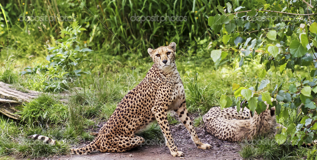 A Pair of Cheetahs in the Jungle — Stock Photo © neilld 12297605