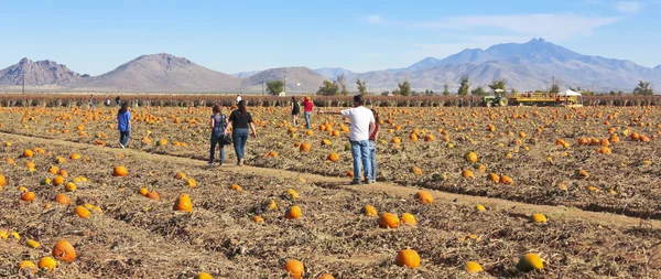 A Family Searches a Pumpkin Patch for Pumpkins