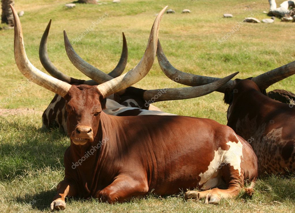 Ankole-Watusi Cattle