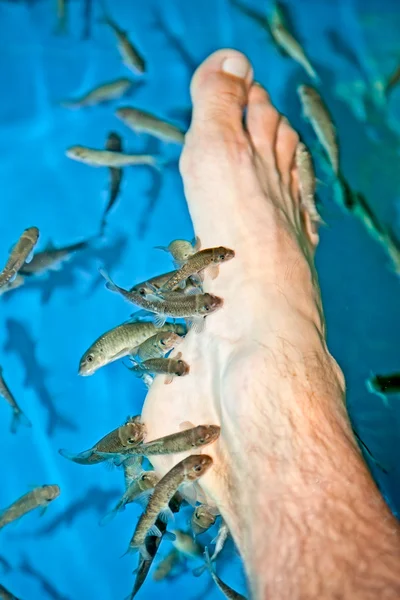 Fish spa feet pedicure skin care treatment with the fish Rufa Ga