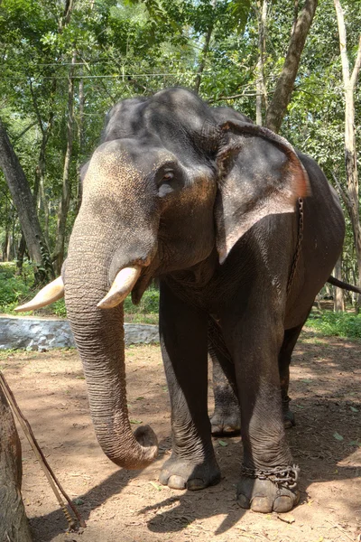Indian Elephant also called Asian Elephant - Elephas Maximus