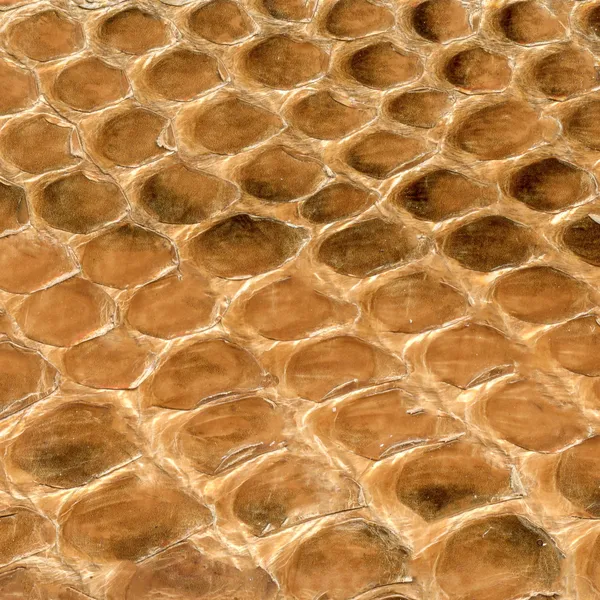 Brown reptile skin texture