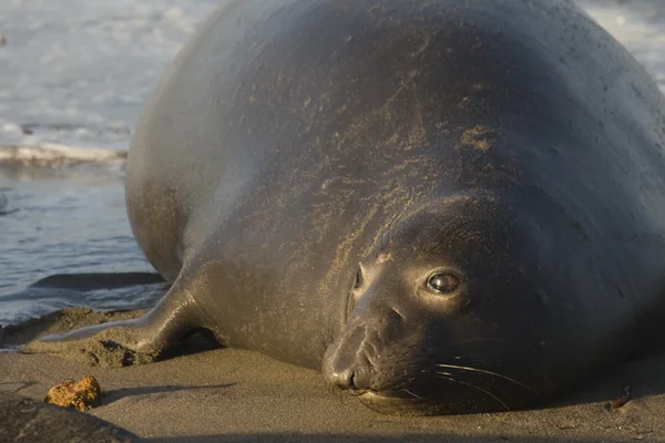 Female Elephant Seal resting on Piedras Blancas Beach in San Simeon