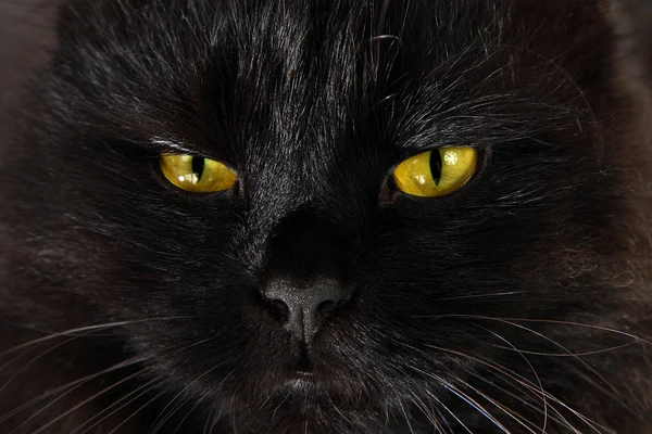 Severe black cat looking to you with bright yellow eyes
