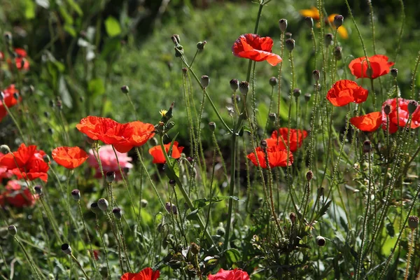 Some poppies on green field in sunny day