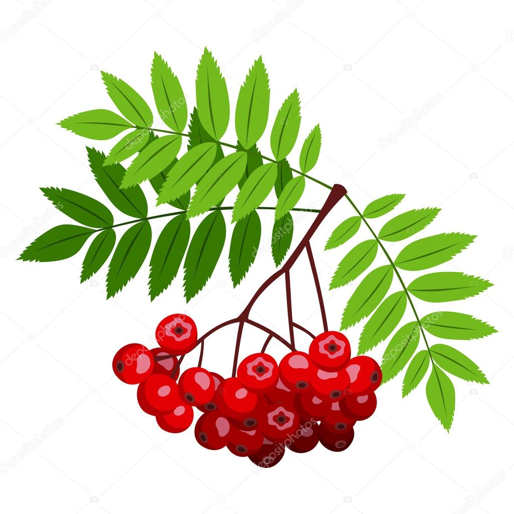 Rowan branch with berries and leaves. Vector illustration ...