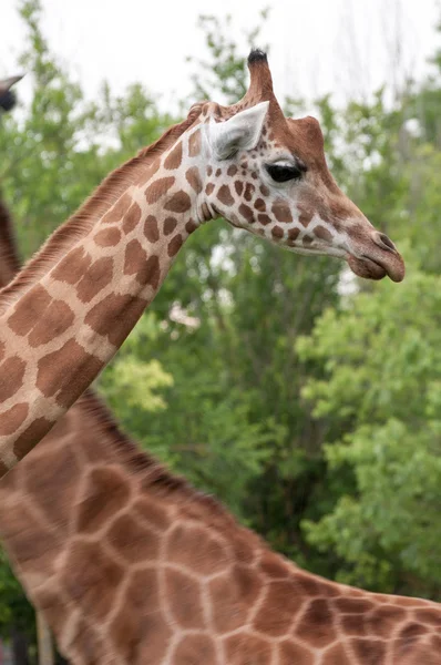 Giraffe closeup head and neck bacground another giraffe
