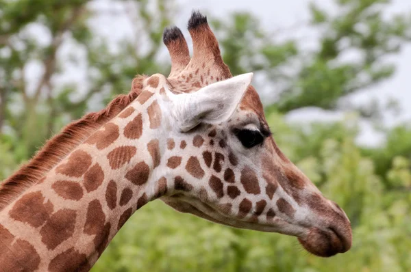 Giraffe head closeup side sight