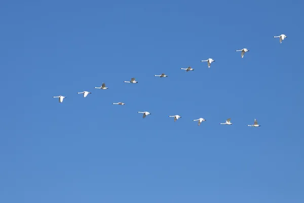 Tundra Swans Flying in Formation