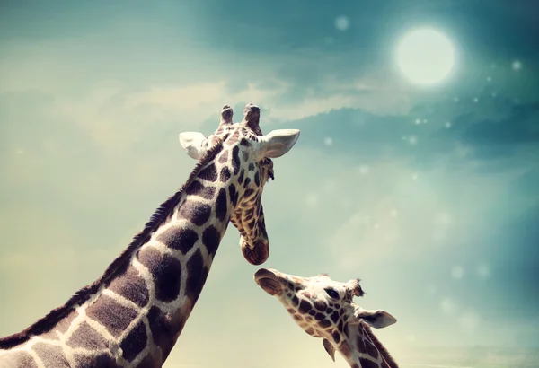 Giraffes in friendship or love concept image