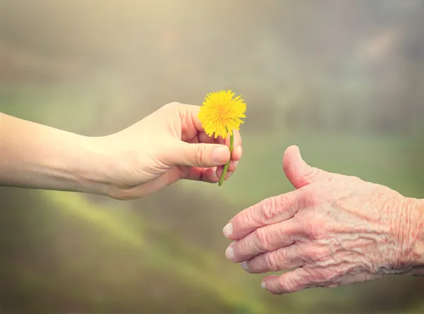 Woman giving dandelion to senior woman