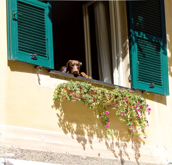 Curious dog watching out of the window tu Portofino house