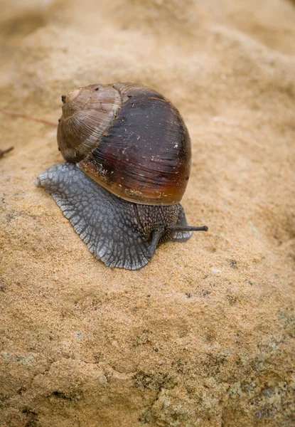 Snail, slow motion