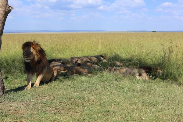 A group of lion having rest in masai mara national game park kenya