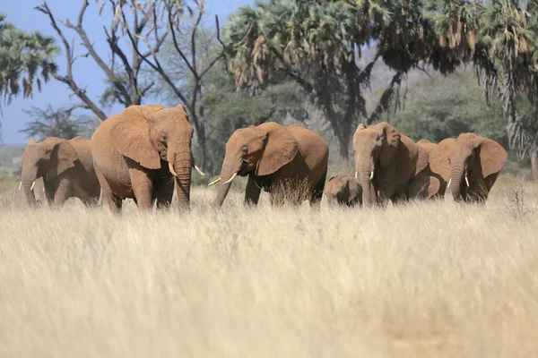 A herd elephant in savanna in samburu national game park