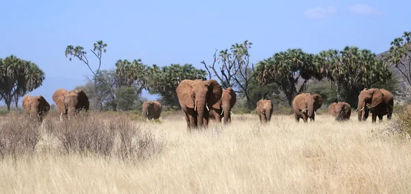 A herd elephant in savanna in samburu national park