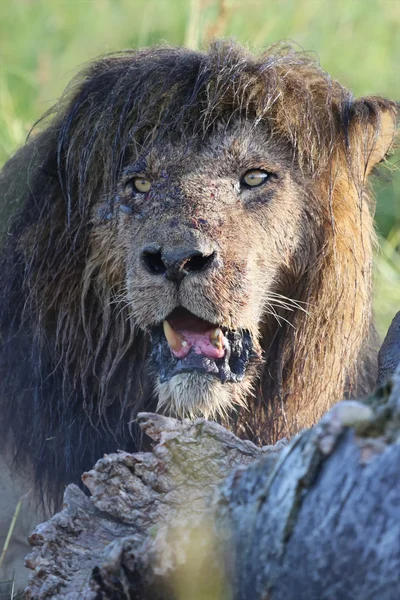 A lion is eating an hippo at masai mara national game park