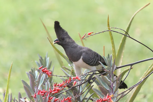 A white-bellied go-away bird in baringo lake nation park