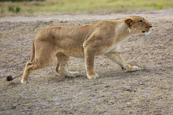 A wonderful lioness hunting in samburu national park
