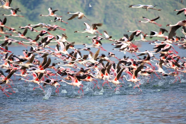 Dozens of flamingoes taking off in bogoria lake national park kenya