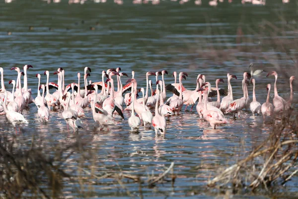 Small group of lesser flamingoes at bogoria lake national park