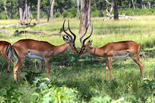 Two impalas at masai mar national game park kenya