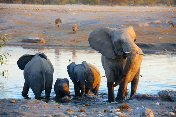 A group of elephants near in water hole in etosha