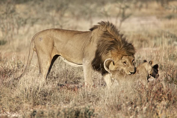 A lion and his cub in etosha national park