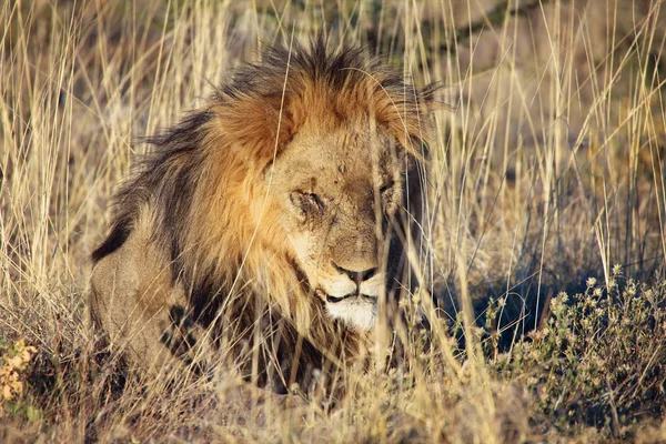 A male lion sleeping in etosha national park