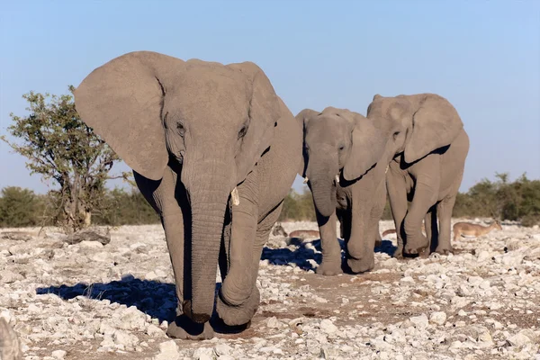 A group of elephants near a three elephants in etosha national park hole in etosha