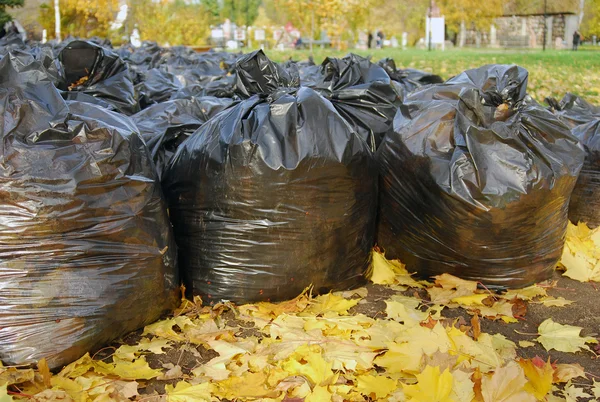 Many black garbage bags filled-in by autumn fallen leaves in the park