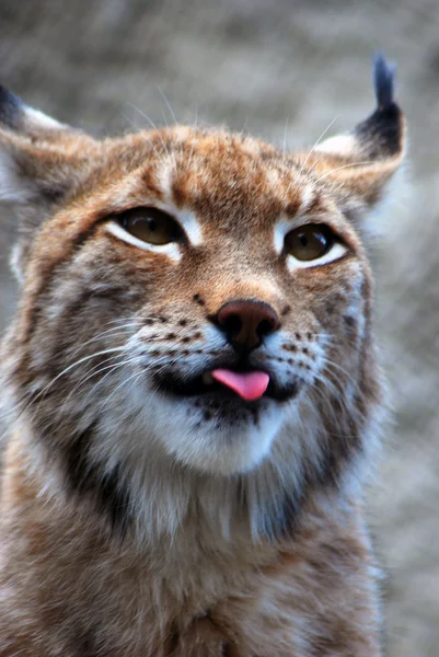 Lynx rufus portrait with open mouth