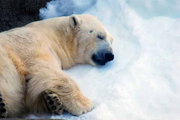 A white bear sleeps on the snow