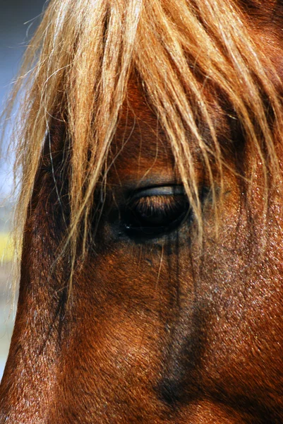 A horse head profile portrait.