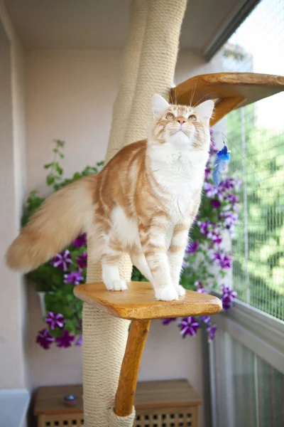 Maine Coon Kitten sitting on the scratching post