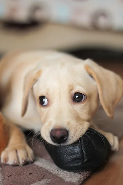 A cute golden labrador puppy